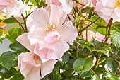 Rosa Astronomia, flowers