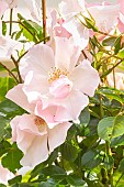 Rosa Astronomia, flowers