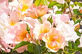 Rosa Astronomia, flowers
