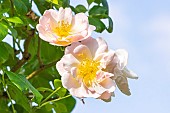 Rosa Pierre Gagnaire, flowers