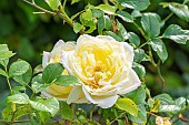 Rosa Amnesty International, flowers