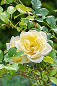 Rosa Amnesty International, flowers