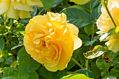 Rosa Soleil dOr, flower