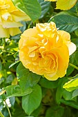 Rosa Soleil dOr, flower