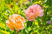 Rosa Calizia, flowers