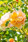 Rosa Calizia, flowers