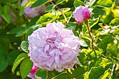Rosa Salet, flowers