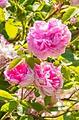 Rosa Salet, flowers