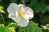 Rosa dupontii, flower