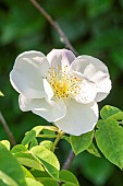 Rosa dupontii, flower