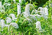 Loosestrife, Lysimachia fortunei, flowers