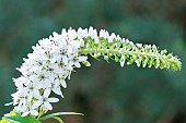 Loosestrife, Lysimachia fortunei, flowers