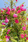 Rosa Mona Lisa, in bloom