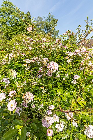 Rosa_Castor_Breeder_Barni_1987_flowers