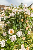 Rosa Astronomia, in bloom