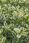 Shrubby Veronica (Hebe sp.) Golden Katrina foliage in winter