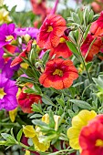 Calibrachoa mix