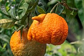 Bitter orange, or Seville orange (Citrus aurantium) Corniculata