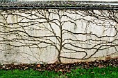 Virginia creeper (Parthenocissus quinquefolia) on a wall in winter, Sarthe, France.