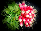 Bunch of half-long radish, 18-day radish, Sarthe, France