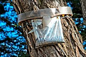 Bag for trapping Pine Processionary (Thaumetopoea pityocampa) caterpillars on trees, Séné, Golfe du Morbihan, Southern Brittany, France.