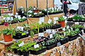 Sale of flowering plants in cups at the Jacobins market, Le Mans, Sarthe, France.