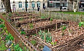 Medieval garden in winter, Eglise de la couture, Le Mans, Sarthe, France