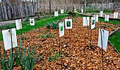Winter flowerbed, Arche de la Nature, Le Mans Métropole, Sarthe, France.