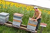 Beekeeper checking his hives in a field of sunflowers next to a Warning Bees sign, France