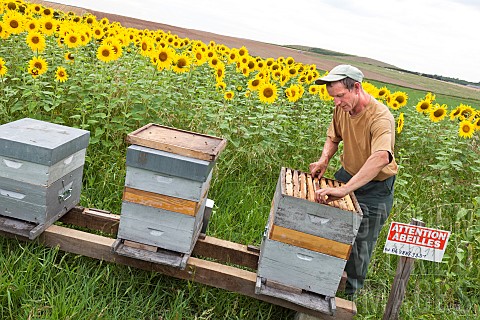 Beekeeper_checking_his_hives_in_a_field_of_sunflowers_next_to_a_Warning_Bees_sign_France