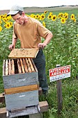 Beekeeper checking his hives in a field of sunflowers next to a Warning Bees sign, France
