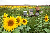 Beekeeper checking his hives in a field of sunflowers next to a Warning Bees sign, France