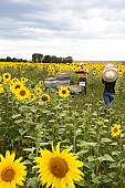 Beekeeper checking his hives in a field of sunflowers next to a Warning Bees sign, France