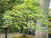 Bonsai, Japanese Beech, Fagus crenata