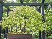 Bonsai, Japanese maple, Acer palmatum, Parc floral Vincennes, Paris, France