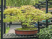 Bonsai, Japanese maple, Acer palmatum, Parc floral Vincennes, Paris, France