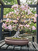 Bonsai, Satsuki Azalea, Rhododendron indicum Gyoten, in bloom