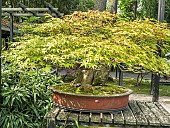 Bonsai, Japanese maple, Acer palmatum, Parc floral Vincennes, Paris, France