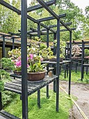 Pavillon aux Bonsaïs, Parc Floral Vincennes, Paris, Ile de France, France