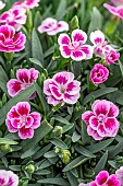 Dianthus Pink Kisses