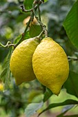 Sorrento lemons (Citrus x limon Sorrentino), Liguria, Italy