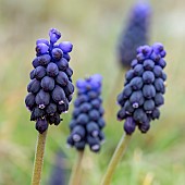 Grape Hyacinth (Muscari neglectum), Alpes-Maritimes, France