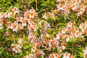 Rhododendron Phillip, flowers
