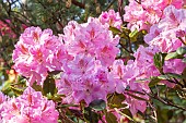 Rhododendron Goliath, flowers