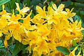 Yellow Azalea, Azalea mollis Lingot dOr, flowers