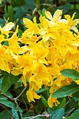 Yellow Azalea, Azalea mollis Lingot dOr, flowers