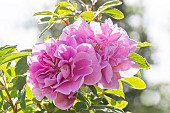 Rosa Thérèse Bugnet, flowers