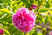 Moss-Rose, Rosa Salet, flower