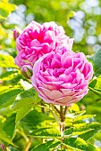 Moss-Rose, Rosa Salet, flower