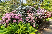 Rhododendron Solidarity, in bloom